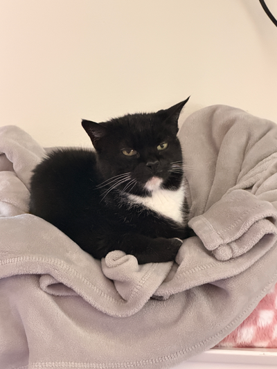 Tonks — real photo