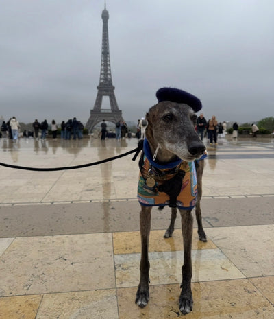 Hamish — real photo