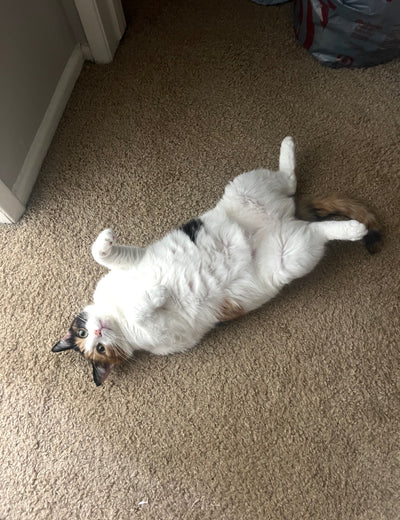 Mochi — real photo